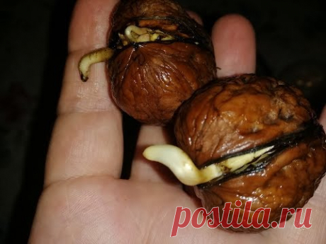КАК САМОМУ ВЫРАСТИТЬ ГРЕЦКИЕ ОРЕХИ ИЗ СЕМЯН. Самый дешевый способ