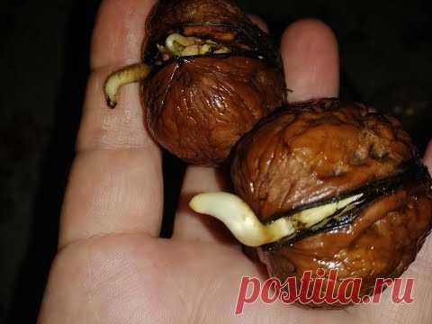 КАК САМОМУ ВЫРАСТИТЬ ГРЕЦКИЕ ОРЕХИ ИЗ СЕМЯН. Самый дешевый способ