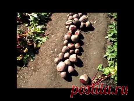 Вкусный Огород: Хранение свеклы Обрезка, подготовка корнеплодов