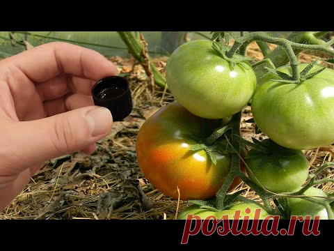 Томаты растут в 10 раз быстрее и дают большой урожай крупных томатов