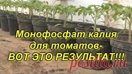 Рассада томатов + монофосфат калия= приземистые растения!