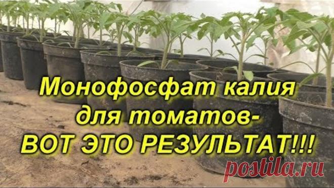 Рассада томатов + монофосфат калия= приземистые растения!