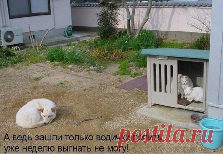 ***В ГОСТЯХ У КОТА ВАСИЛИЯ***