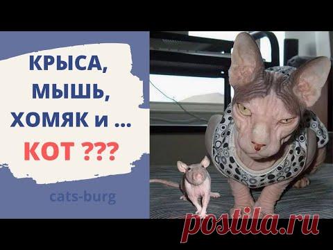 Крыса, Мышь, Хомяк и Кот.  Вот прикол.