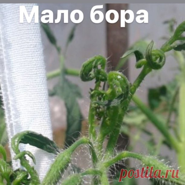 Полезная подсказка для дачников