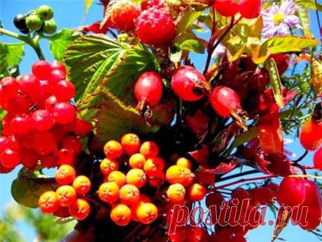 Полезные рецепты для здоровья | Друг пенсионера