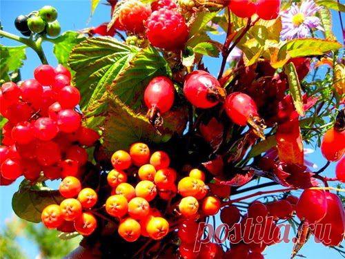 Полезные рецепты для здоровья | Друг пенсионера