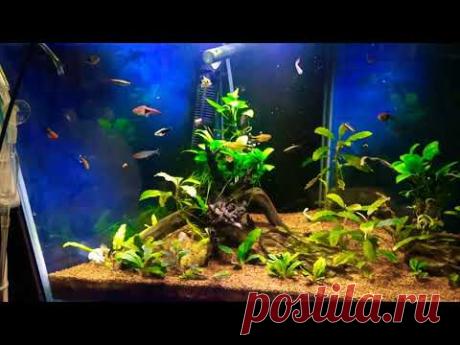 Креветочник а что там с ним? - YouTube