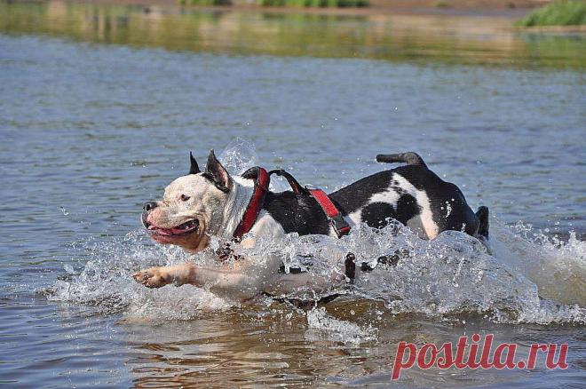 ARCTIC GLOW GALACTIC STAR