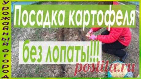 ПОСАДКА КАРТОФЕЛЯ БЕЗ ЛОПАТЫ!ЭФФЕКТ ОКУЧИВАНИЯ БЕЗ ОКУЧИВАНИЯ!