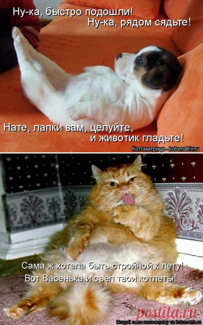 Лучшие котоматрицы недели / Питомцы