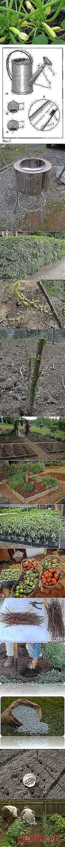 Александр Белугин: Сад и огород | Постила.ru