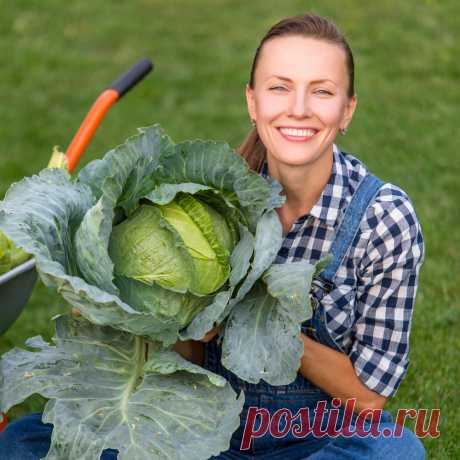 Болезни капусты: описание и лечение
