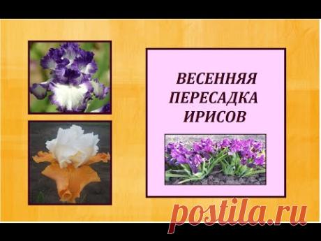 ВЕСЕННЯЯ ПЕРЕСАДКА ИРИСОВ.