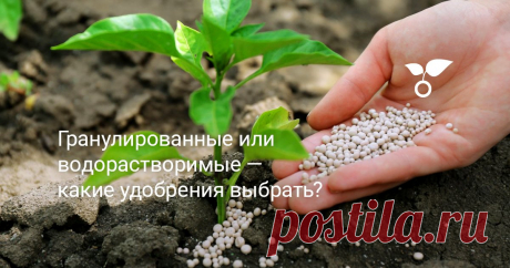 Гранулированные или водорастворимые — какие удобрения выбрать? Как не потеряться в изобилии минеральных, органических, органоминеральных удобрений? И каким отдать предпочтение – расскажем в этой статье.