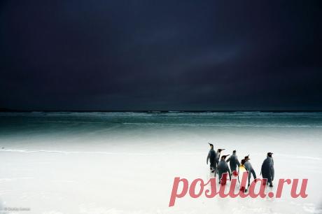 Лучшие фотографии дикой природы 2014