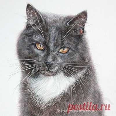 Кошачьи портреты карандашом