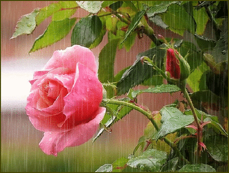r3eyi1eppa0.gif (706×532)