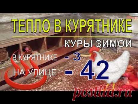 Мороз 42.  В курятнике с курами несушками зимой тепло - YouTube