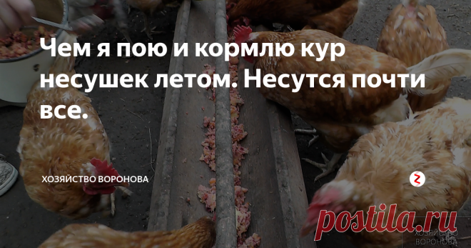 Чем я пою и кормлю кур несушек летом. Несутся почти все. автор канала  Вячеслав Воронов
Вы будете наверняка  удивлены, как и большинство птицеводов, что мои 2х летние куры, несутся круглый как молодки. А знаете почему ? На этот вопрос и отвечу в этой статье.
Для тех, кто не читал предыдущие  статьи напомню. Живём в России, Тверской области, в небольшой деревеньке, с небольшим количеством домов и по численности населением.
Люди все прекрасные и отзывчивы