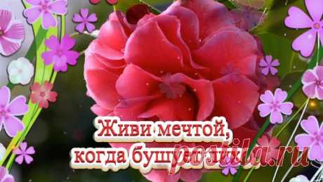 Живи мечтой, когда бушует лихо!🌼(Бесплатная открытка )🌷