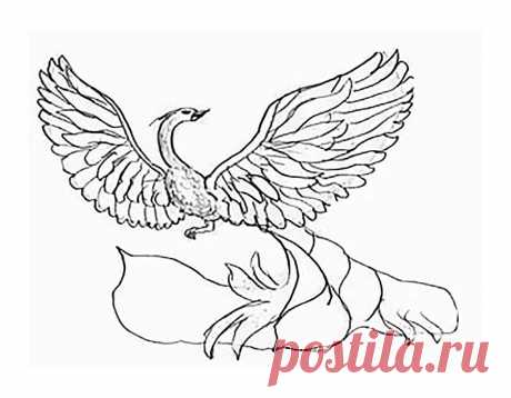 рисуем павлина карандашом: 13 тыс изображений найдено в Яндекс.Картинках