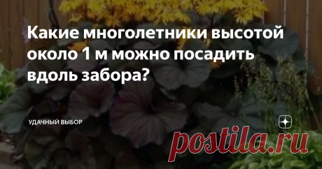 Какие многолетники высотой около 1 м можно посадить вдоль забора? 9 видов с фото, условия выращивания.