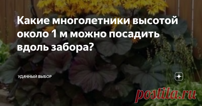 Какие многолетники высотой около 1 м можно посадить вдоль забора? 9 видов с фото, условия выращивания.