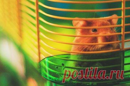 Женщина съела домашнего хомяка на камеру и попала за решетку. 39-летняя жительница Великобритании Эмма Паркер попала за решетку за то, что убила домашнего хомяка по кличке Мистер Нибблс и съела его на камеру. Женщина призналась в содеянном и заявила, что в тот день хомяка укусила одна из ее собак. По ее словам, грызун мучался, поэтому она убила его, чтобы избавить его страданий.