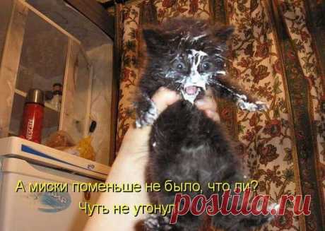 Улики налицо, т.е. на морде | KotoMail.ru