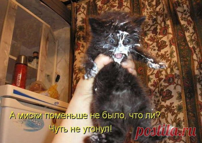 Улики налицо, т.е. на морде | KotoMail.ru