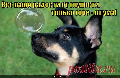 Смешные картинки собак