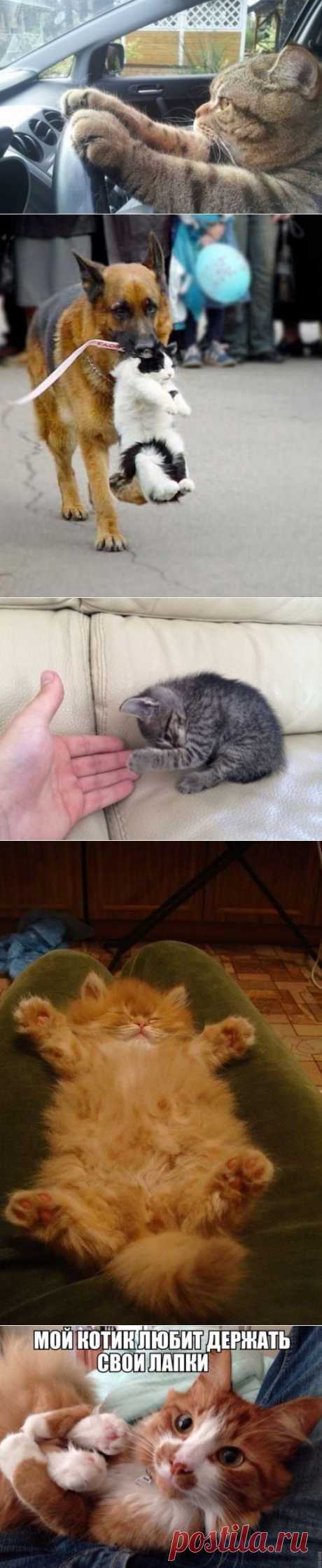 Милые кошечки / Питомцы
