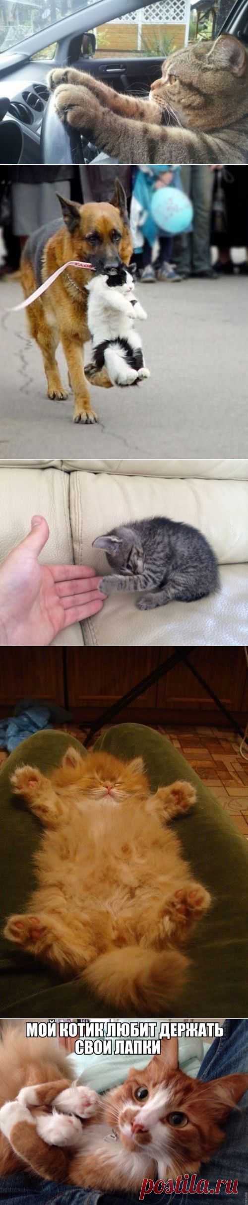 Милые кошечки / Питомцы