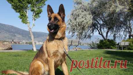 Bazil