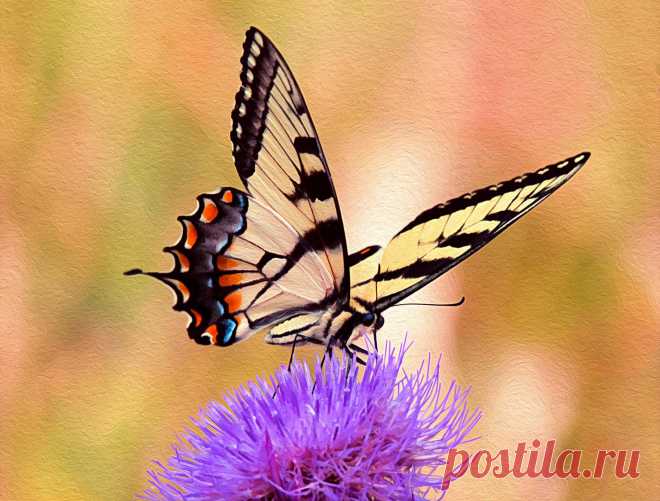 (1) Lizartphotogallery.com - Главная