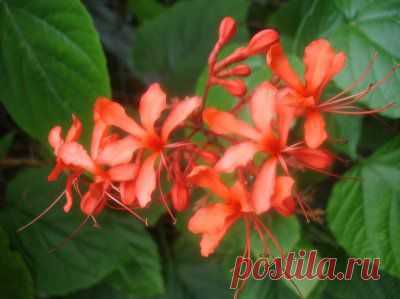 Клеродендрум (Clerodendrum) Уход. Виды. Размножение. - Klumba.ORG