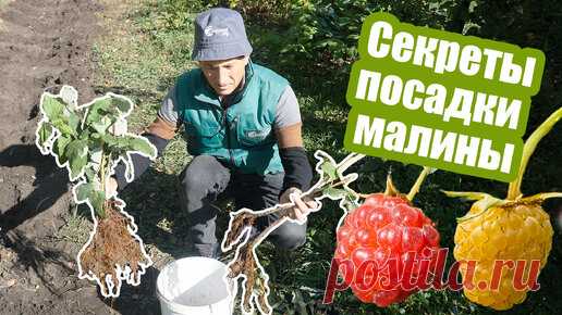 Посадка малины! Самые важные правила при осенней посадке. | Антонов сад - дача и огород | Дзен