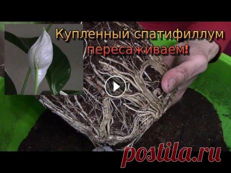 Спатифиллум.  Пересадка купленного растения. Красивое комнатное растение спатифиллум любимо многими цветоводами, за красоту и неприхотливость. После покупки #спатифиллума необходимо #пересадить р...