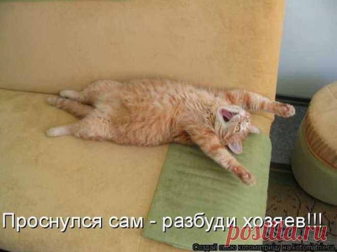 Проснулся сам - разбуди хозяина. Забавная котоматрица
