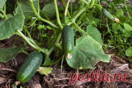 Как правильно посеять огурцы семенами в открытый грунт :: Сад и огород
