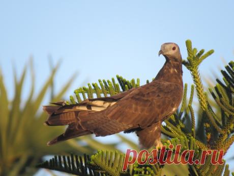 Помогите, пожалуйста с определением птицы. Сфотографировано в Таиланде, 02.2019.