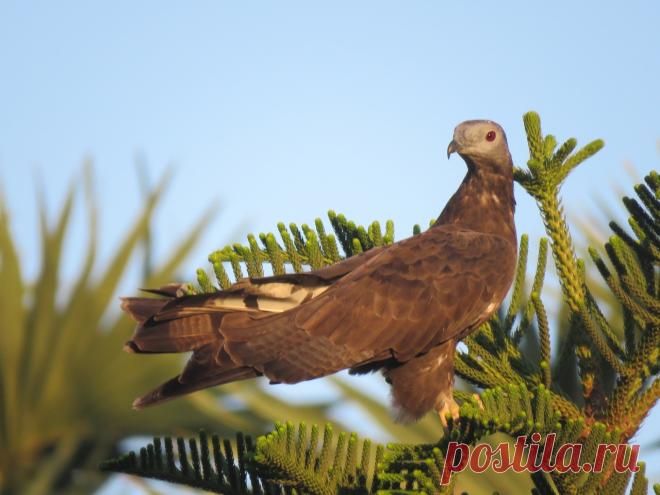 Помогите, пожалуйста с определением птицы. Сфотографировано в Таиланде, 02.2019.