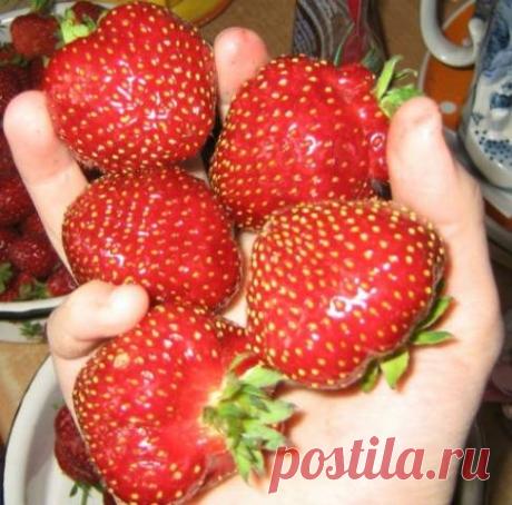 Клубника Елизавета 2: описание сорта, фото, отзывы