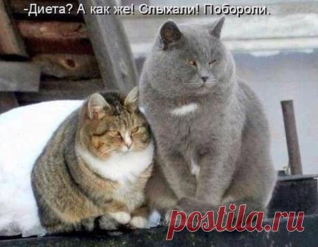 С голодухи пухнем....