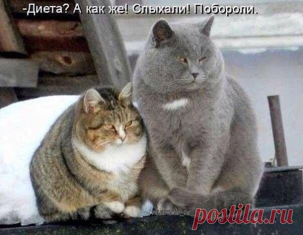 С голодухи пухнем....