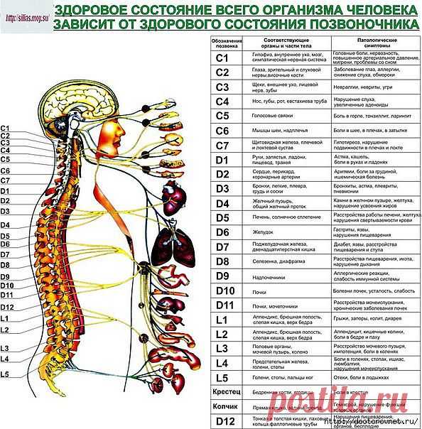 Интересные факты о нашем организме.