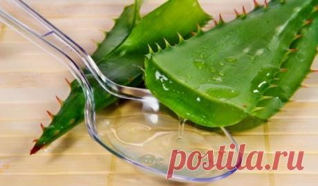 Сок алоэ: а действительно ли он эффективен в косметологии?