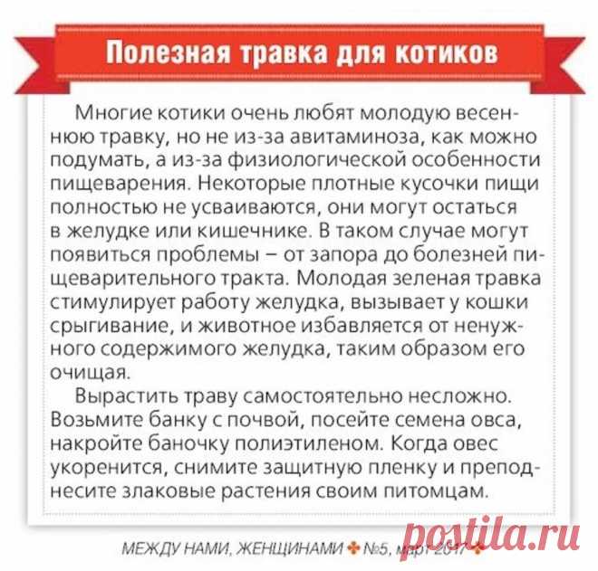 Полезная травка для котиков