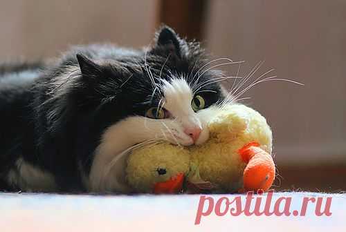 Poteussolandia